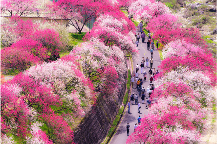ピンクと白の桜が咲き乱れる風景写真です。道沿いに桜が植えられ、多くの人が歩いています。