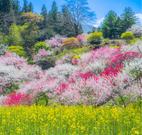 ピンクと白の桜が咲き乱れる山の風景写真です。黄色い菜の花畑と、緑の木々も写っています。