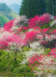 山あいに咲き乱れるピンクと白の花桃。緑豊かな斜面を彩る鮮やかな色彩が美しい。